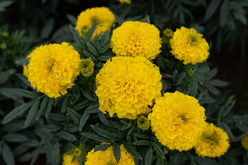 Yellow marigold flowers