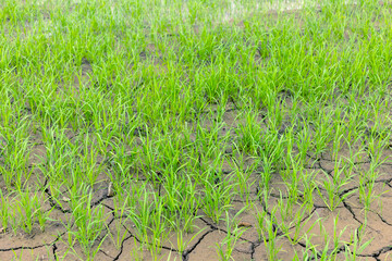 Green rice seedlings in the drought-stricken and cracked rice fields