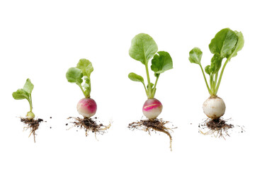 Radish Root Development