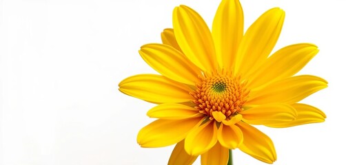Vibrant yellow flower, petals unfurled, isolated on pure white backdrop,  petal,  spring