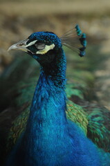 Obraz premium Species birds of the family Pavo cristatus. Majestic Peacock Detailed View Head and Neck displaying vibrant blue colors emerald details plumage showcasing iridescent feathers in full bloom