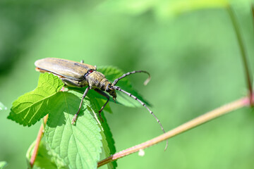 녹색 나뭇잎에 앉은 버들 하늘소 