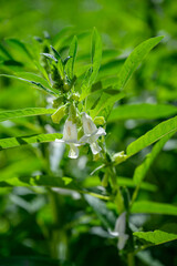 한국 밭에 핀 흰색 깨꽃 