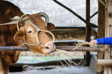 소에게 건초를 건내주는 꼬마의 손길