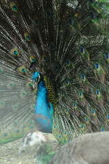 Species birds of the  family Pavo cristatus. Majestic Peacock Detailed View Head and Neck ...