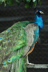 Obraz premium Species birds of the family Pavo cristatus. Majestic Peacock Detailed View Head and Neck displaying vibrant blue colors emerald details plumage showcasing iridescent feathers in full bloom