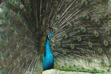 Naklejka premium Species birds of the family Pavo cristatus. Majestic Peacock Detailed View Head and Neck displaying vibrant blue colors emerald details plumage showcasing iridescent feathers in full bloom