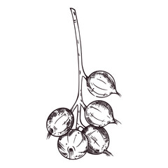 Macadamia nut on a branch, unripe macadamia nut. All objects are hand-drawn with ink. The illustration is suitable for printing on food packaging. cosmetics, for design and printing on paper, fabrics.