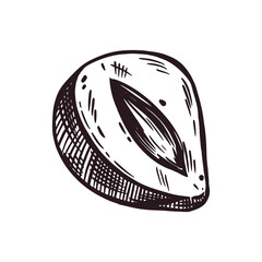 Hazelnut, half a hazelnut hand-drawn in ink. Vector illustration for printing on food packaging, cosmetics, for design and decor, printing on paper, fabric. Vector illustration