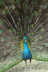 Obraz premium Species birds of the family Pavo cristatus. Majestic Peacock Detailed View Head and Neck displaying vibrant blue colors emerald details plumage showcasing iridescent feathers in full bloom