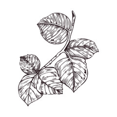 A branch with leaves of a hazelnut tree, hazelnut tree, hazelnut tree. All objects are hand-drawn with ink, vector illustration. For printing on paper, fabric, product packaging, shop window decor.