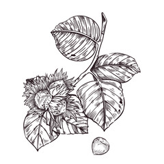 Vector illustration of a walnut branch with hazelnut leaves, hazelnuts. Ripe nuts on a branch, hand-drawn in ink. Vector illustration for printing on fabric, paper, packaging and fabric. Vector 