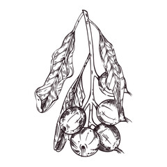 Vector illustration of a branch with macadamia nuts, a branch with leaves and green nuts. All objects are hand-drawn with ink. For printing on fabric, paper, packaging of goods, products.