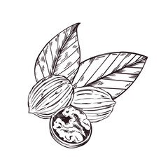 Walnut composition, whole nuts in the shell, half a nut, walnut leaves. Vector illustration hand-drawn with ink. For printing on tableware, kitchen textiles, food packaging. Vector illustration
