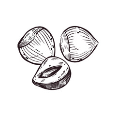 Vector illustration of walnut, hazelnut or hazelnut hand-drawn in ink. Vector illustration is suitable for printing on product packaging, cosmetics, tableware design, and kitchen textiles. 