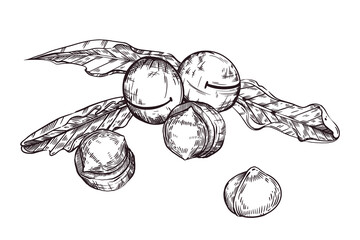 Inshell macadamia nut, peeled macadamia nut, macadamia tree leaves. Vector illustration hand-drawn with ink. For printing on food packaging, cosmetics, printing on tableware. Vector illustration