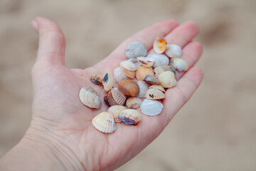 Tiny seashells rest on a palm against the backdrop of a sandy beach