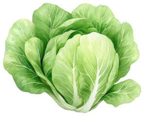 Obraz premium Fresh Lettuce Head for Healthy Salads