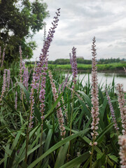 The beautiful purple of Liriope spicata with the green tree background.