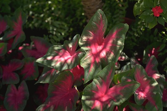 Caladium bicolor (Caladium X hortulanum) - Fancy-leafed Caladium, Caladium in the Garden
