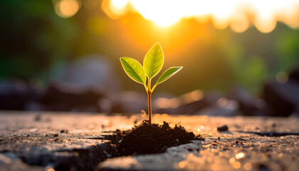 Small Green Plant Sprouting from Cracked Earth at Sunset