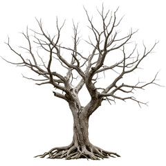 Fototapeta premium Striking bare winter tree with intricate branches and exposed roots isolated on transparent background