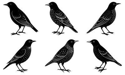 Illustration of six black starlings standing isolated on white background