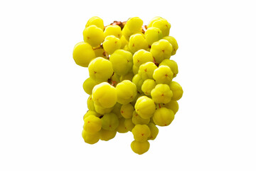Star gooseberry green (Phyllanthus acidus) tree branch with raw and ripe fruits isolated on white background. Fruits from agricultural production of farmers.