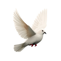 White Bird in Flight with Expanded Wings and Soft Feathered Details