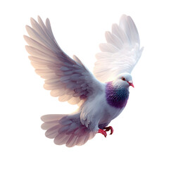 Fototapeta premium Majestic White Pigeon in Flight with Feathers Displayed Gracefully