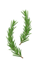 Fototapeta premium Rosemary sprigs culinary herb illustration isolated PNG with Transparent Background