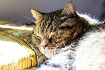 A detailed and close up view of a cat peacefully sleeping on a couch