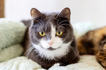 A gray and white cat lays on a blanket, looking at the camera