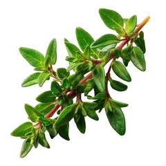 Fototapeta premium Fresh Green Thyme Stem with Lush Leaves on a Black Background