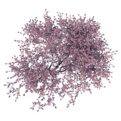 Blossoming cherry tree isolated transparent background 3d rendering
