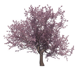 Blossoming cherry tree isolated transparent background 3d rendering
