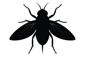Detailed silhouette illustration of a whitefly insect on a white background
