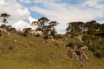 Pine trees on a hillside with blue sky and white clouds