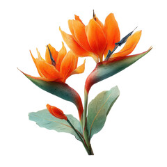 Vibrant Orange Flower with Green Leaves on a White Background