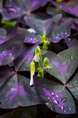 Purple oxalis leaves with delicate white flower