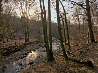 Fototapeta premium Low winter sun over a river in a forest in high fens region in Belgium.
