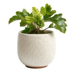 Decorative Indoor Plant in Textured Pot with Green Leaves