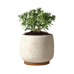 Stylish Indoor Plant in Modern Ceramic Pot on Minimalist Background