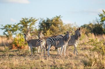 A dazzle of plains zebra in the african bush