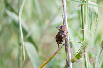 Thick billed weaver perched on a reed 