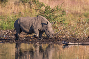 Fototapeta premium A white rhino with horn drinking water at the watering hole