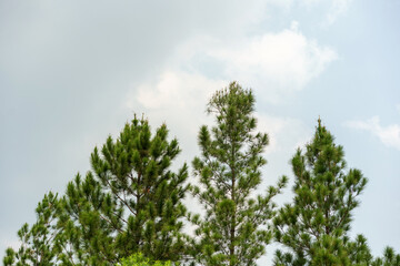 Lush green pine tree tops (Pinus) reaching towards a bright, partly cloudy sky. A serene nature background with fresh conifer foliage.