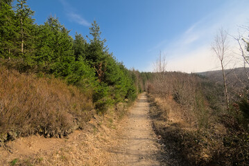 Dirt road n the woods on a sunny day with blue sky near Eupen, Belgium 