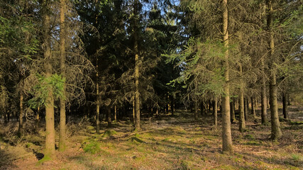 Obraz premium pine forest on a sunny day near Eupen, Belgium 