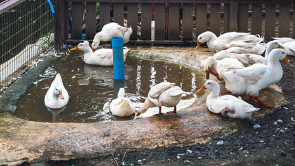 Cute white ducks  in a cage of laying duck farm. A flock of domestic white geese on a farm. White...